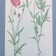 Planche botanique vintage de 1978. Coquelicot. Illustration plante sauvage