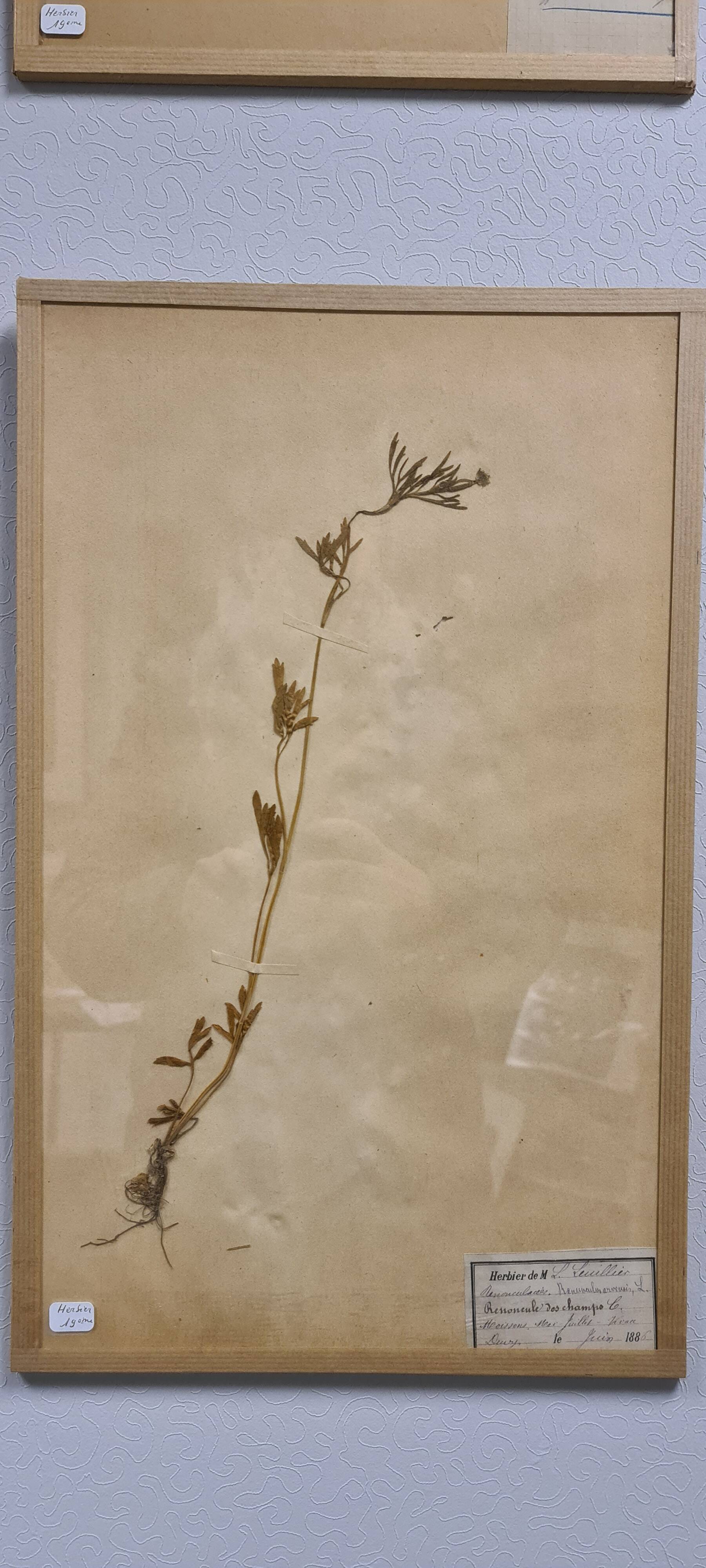 Herbier, 19th