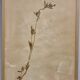 Herbier, 19th