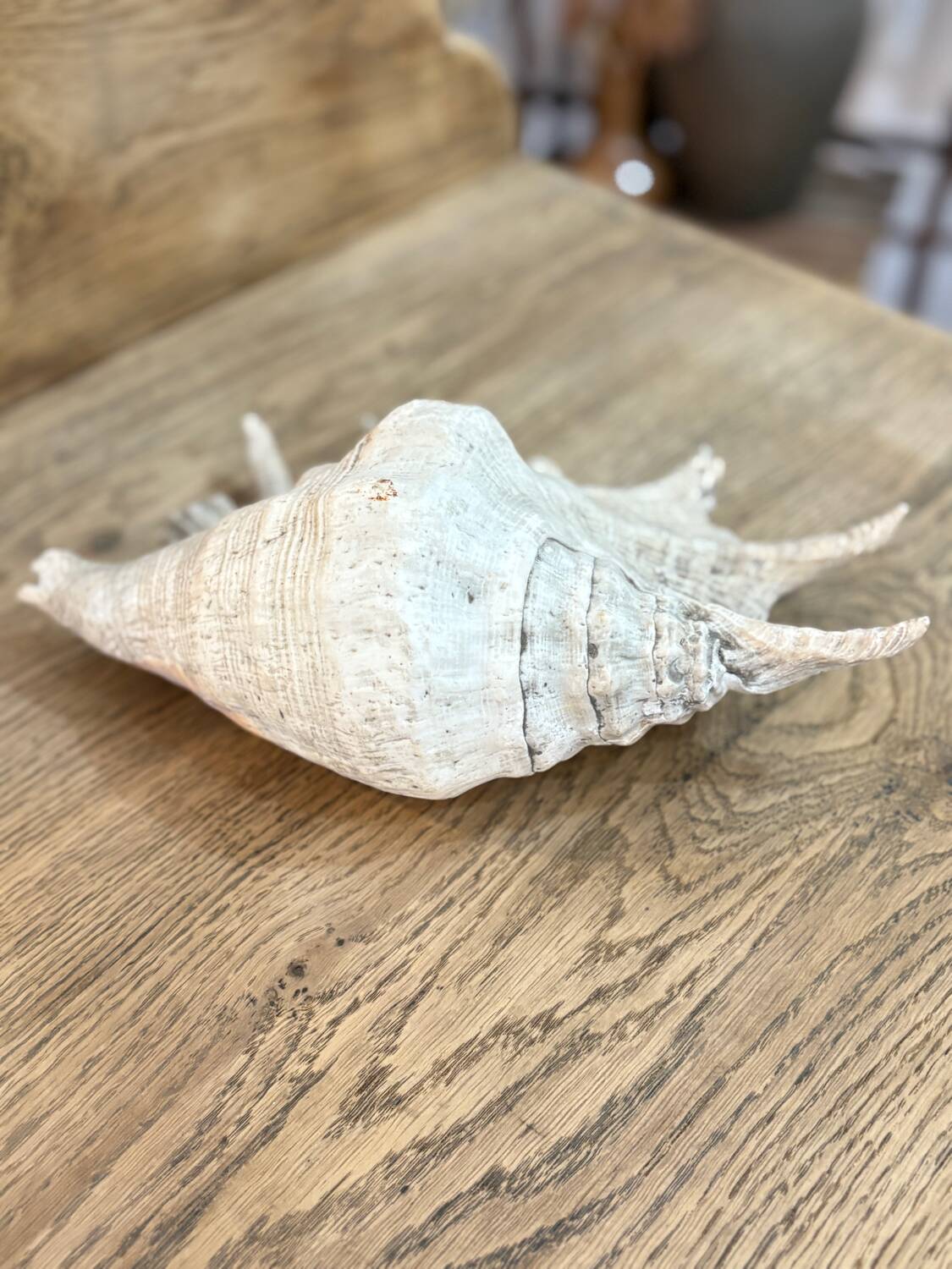 Large ancient blackcurrant shell