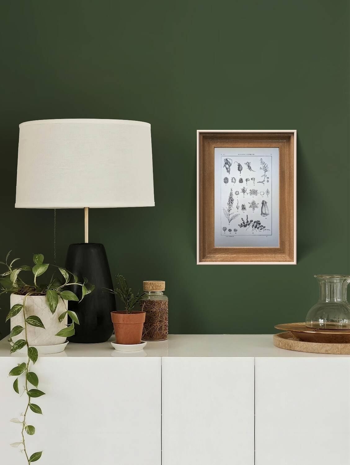 Imprimée en 1889, les scrophularinées. Planche botanique ancienne.