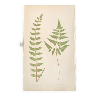 Planche gravure sur bois, Ed 1861 Angleterre