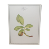 Botanical plank Walnut