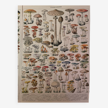 Les champignons deux planches originales issues du Larousse XXIe siècle