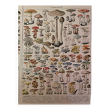 Mushrooms two original plates from Larousse 21st century