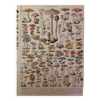 Mushrooms two original plates from Larousse 21st century