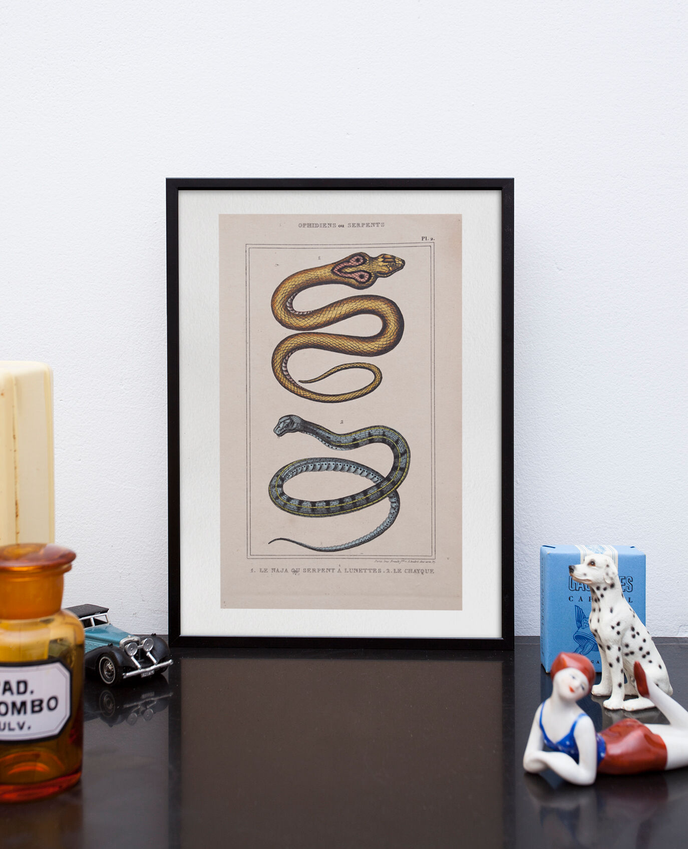 Lithography engraving vintage snakes - 1850