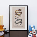 Lithography engraving vintage snakes - 1850