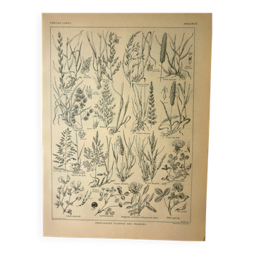 Old engraving from 1921 - Prairie Flora (1) - botanical plate flowers