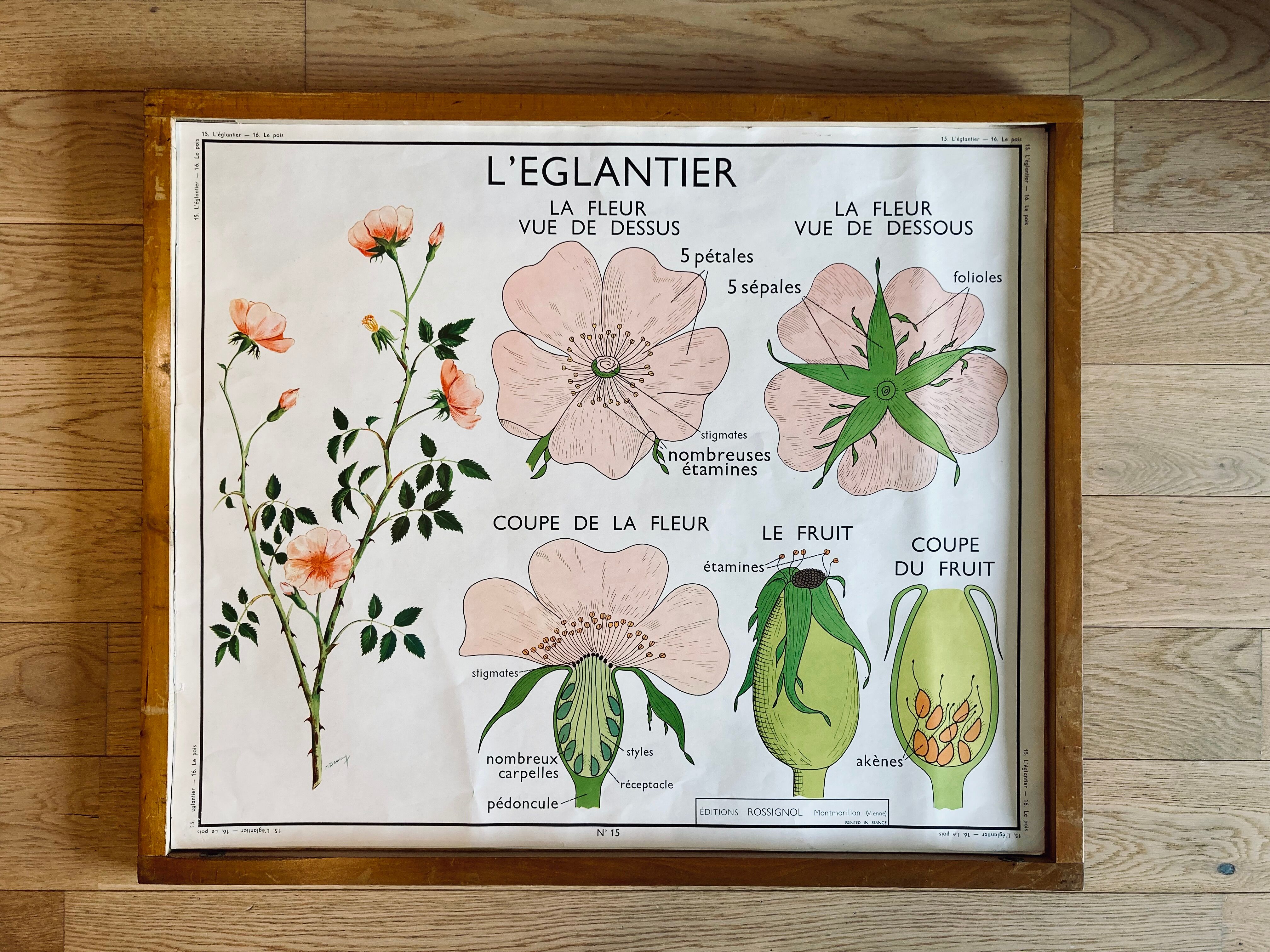 Educational school poster Rossignol vintage 60s - rosehip and pea