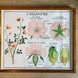 Educational school poster Rossignol vintage 60s - rosehip and pea