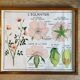 Educational school poster Rossignol vintage 60s - rosehip and pea