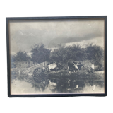 Old photograph of two teams of oxen near a pond