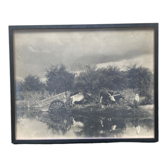 Photographie ancienne deux attelages de boeufs près d'une mare