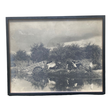 Photographie ancienne deux attelages de boeufs près d'une mare