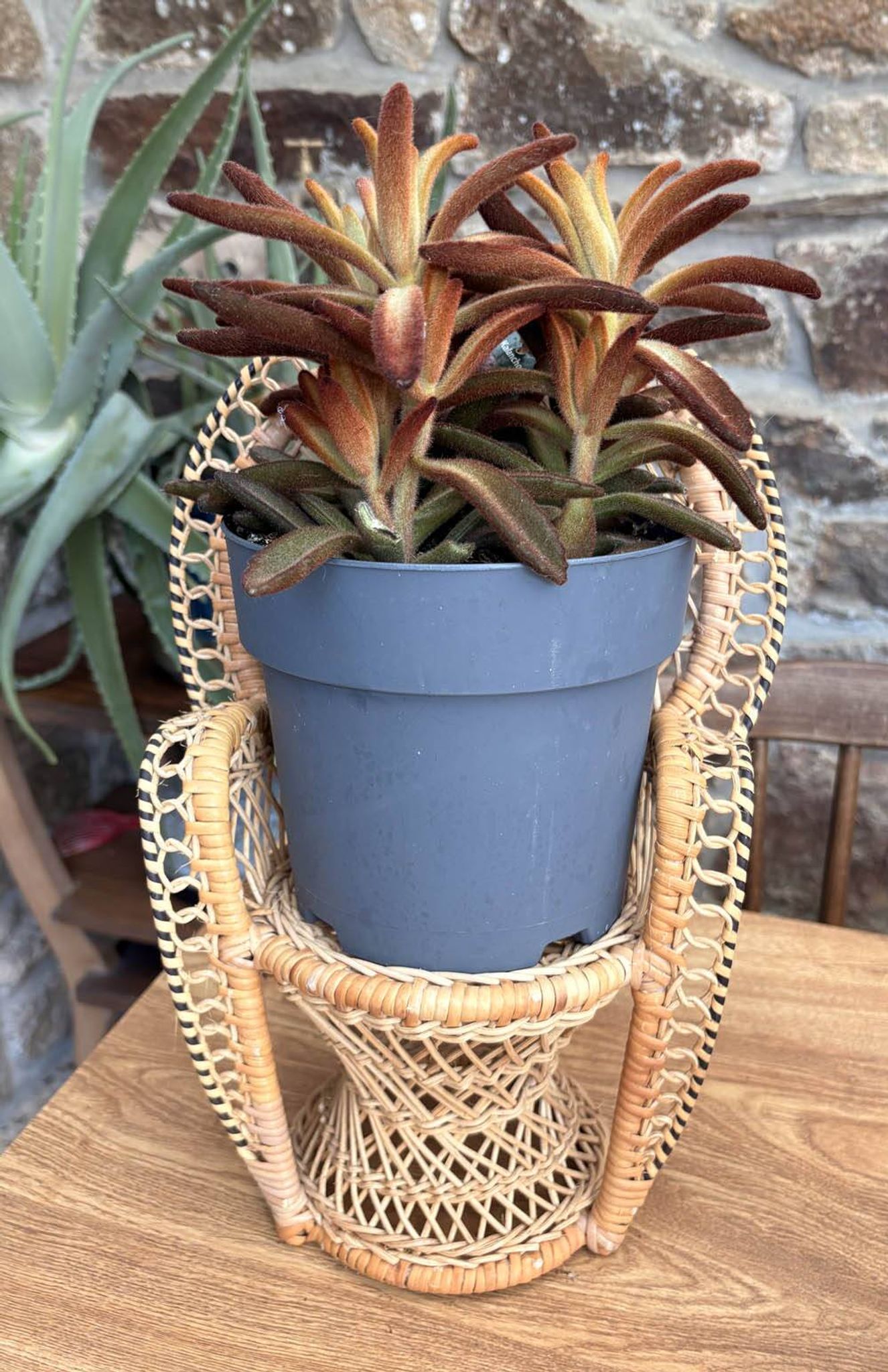 Miniature Peacock Chair Woven Rattan — Vintage Bohemian Plant Stand — 1970s