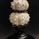 Cabinet of Curiosities globe with sea urchins phyllacanthus imperialis