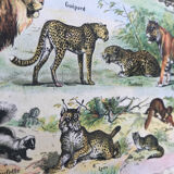 Mammals board