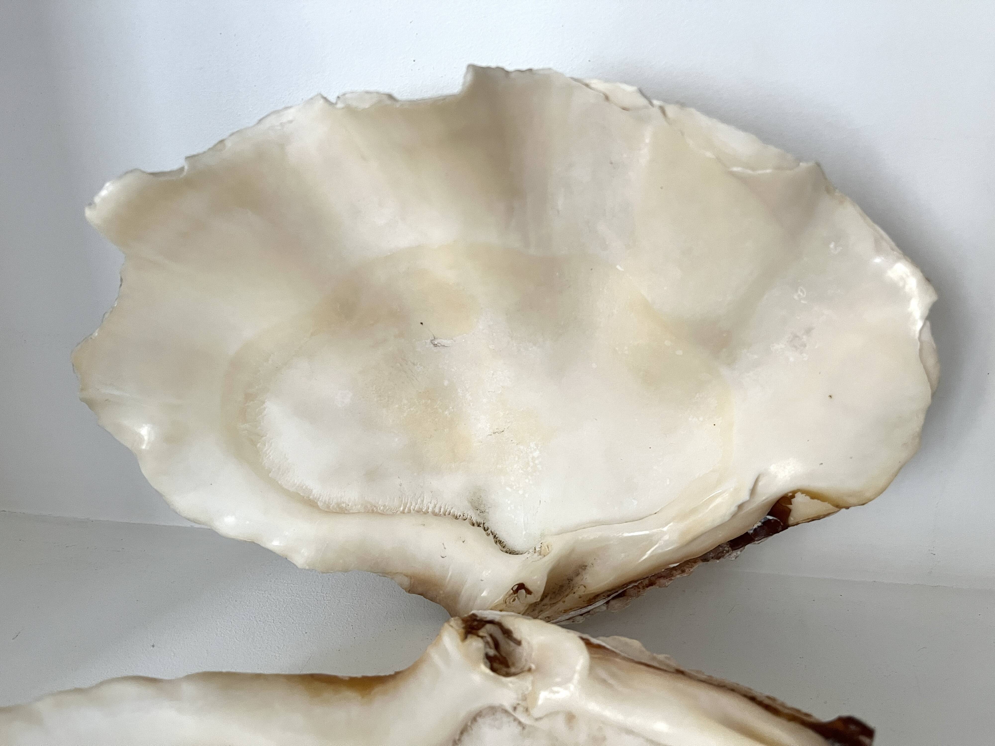 Authentic vintage giant bivalve shell, tridacna gigas shell.