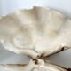 Authentic vintage giant bivalve shell, tridacna gigas shell.