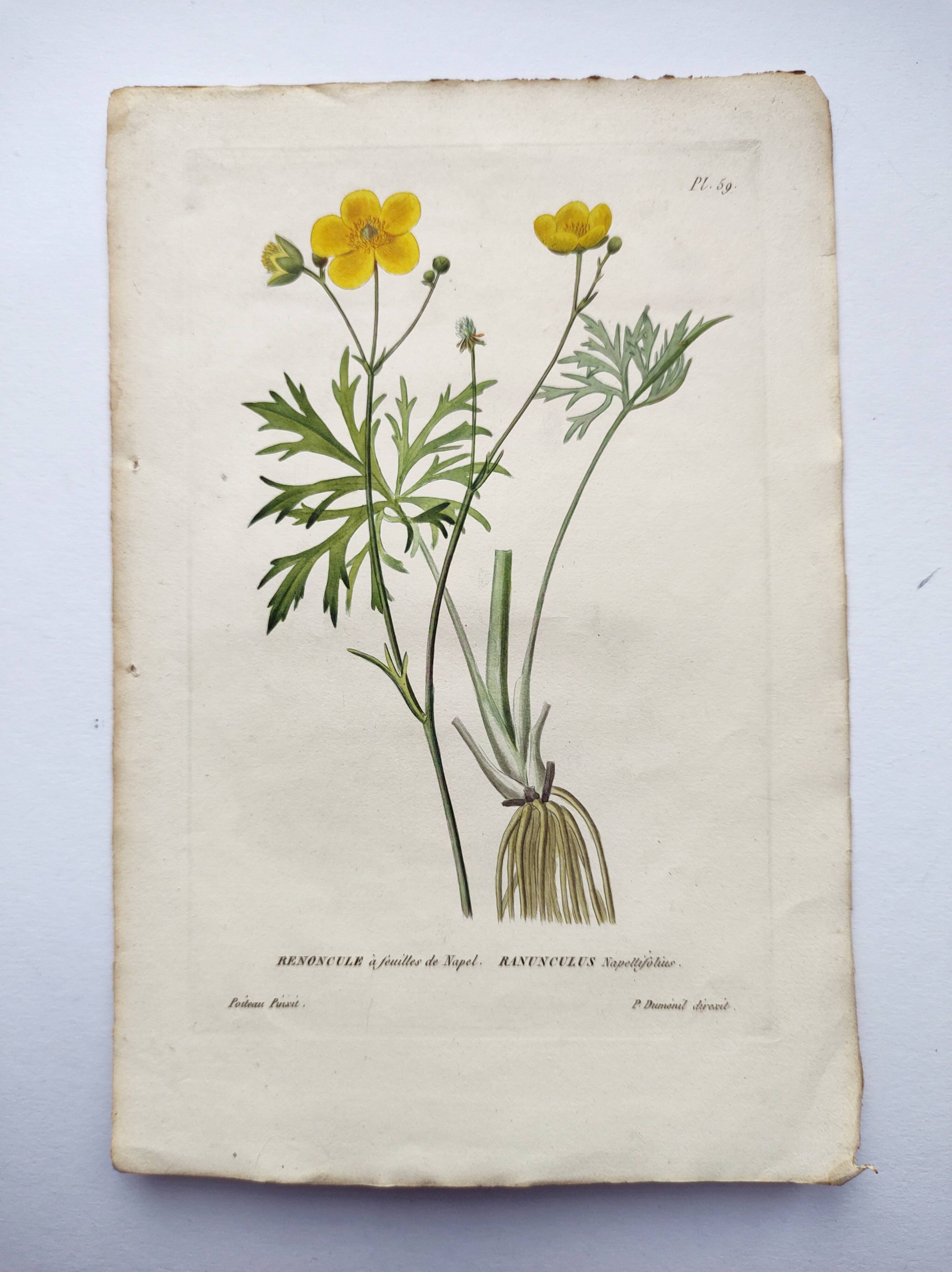 Antique botanical engraving from 1829 - Napel's buttercup - Plate