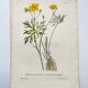 Antique botanical engraving from 1829 - Napel's buttercup - Plate