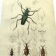 Old engraving from 1839 - Psalidognathus Insect - Hand-colored plate