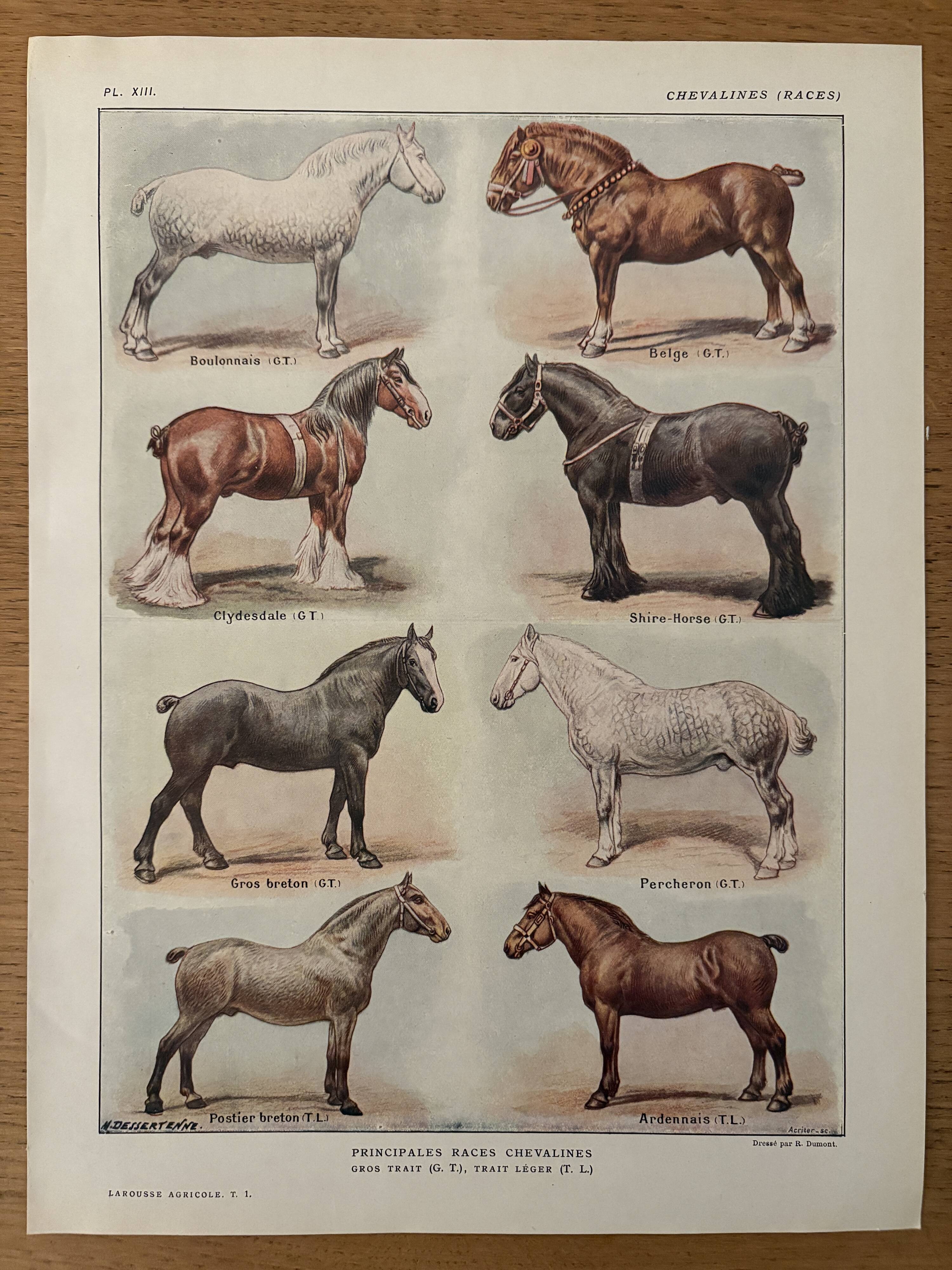 Lithograph on horse breeds - 1920