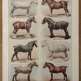Lithograph on horse breeds - 1920