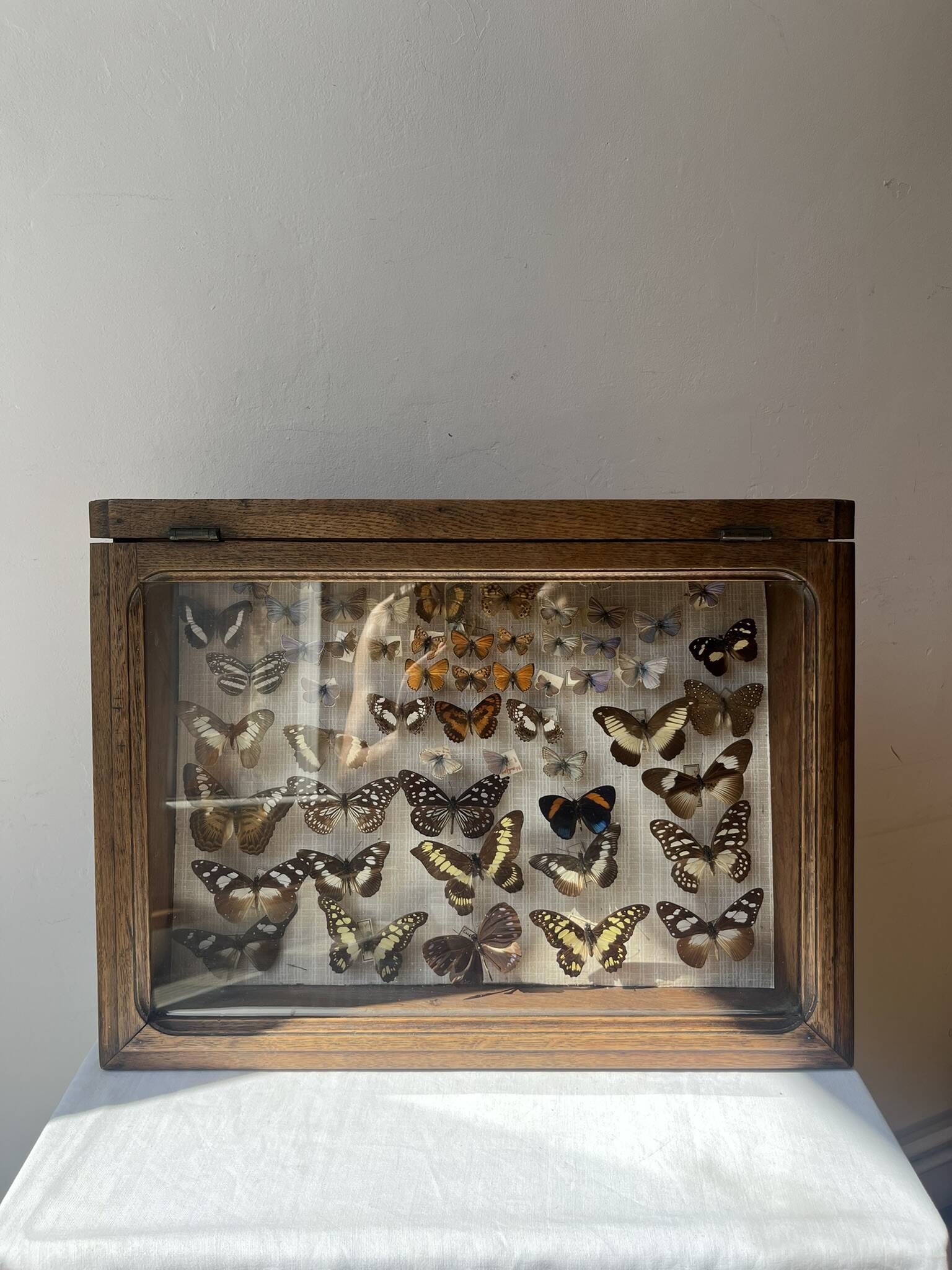 Vitrine / Collection de papillons anciens - 62 papillons
