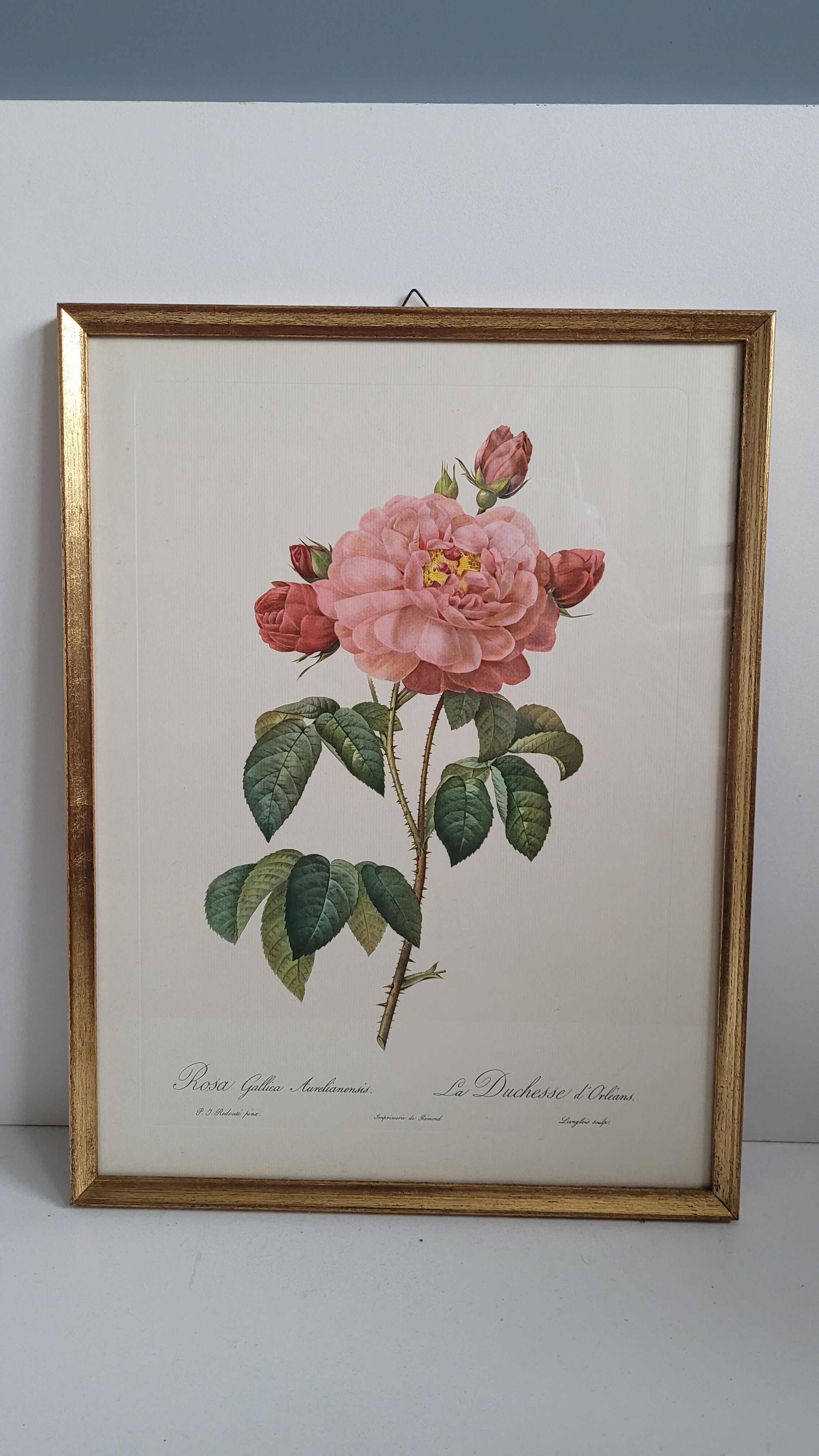 Frame lithograph Rosier Duchesse d'Orléans