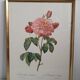 Frame lithograph Rosier Duchesse d'Orléans