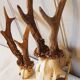 2 deer trophies