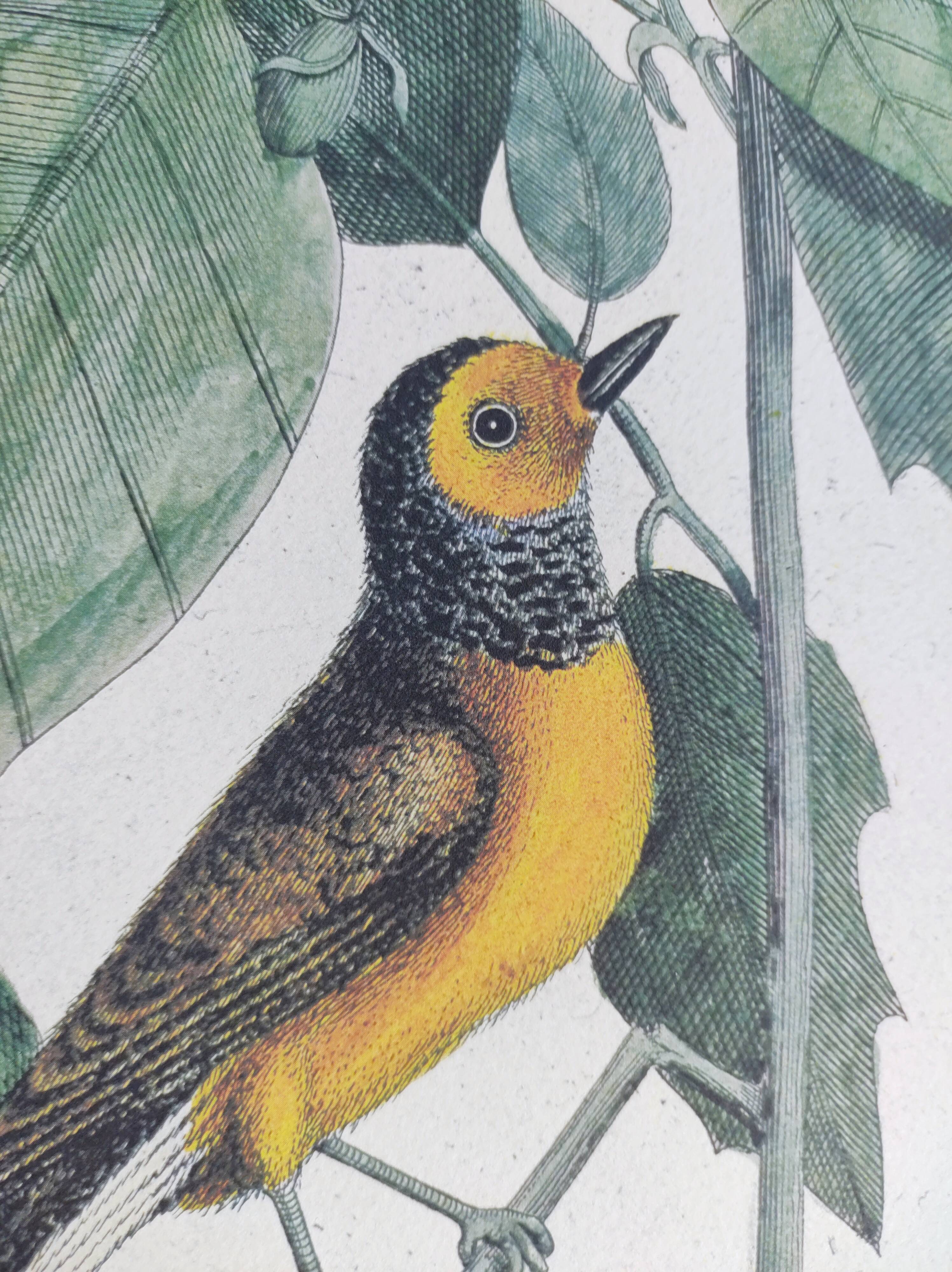 Antique bird engraving from 1973 - Black-capped Tit - Zoological plate by Seligmann & Catesby