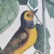 Antique bird engraving from 1973 - Black-capped Tit - Zoological plate by Seligmann & Catesby