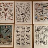 Set of lithographs XXth century
