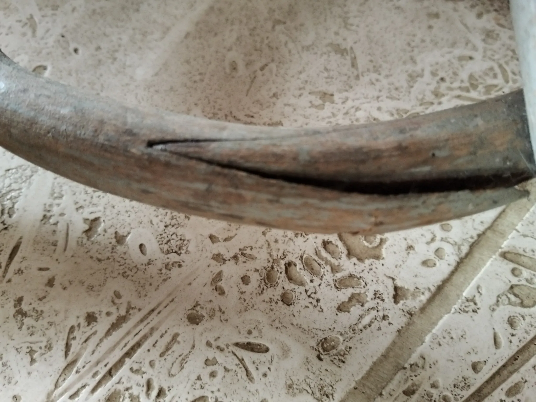 Porte manteau perroquet