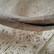 Porte manteau perroquet