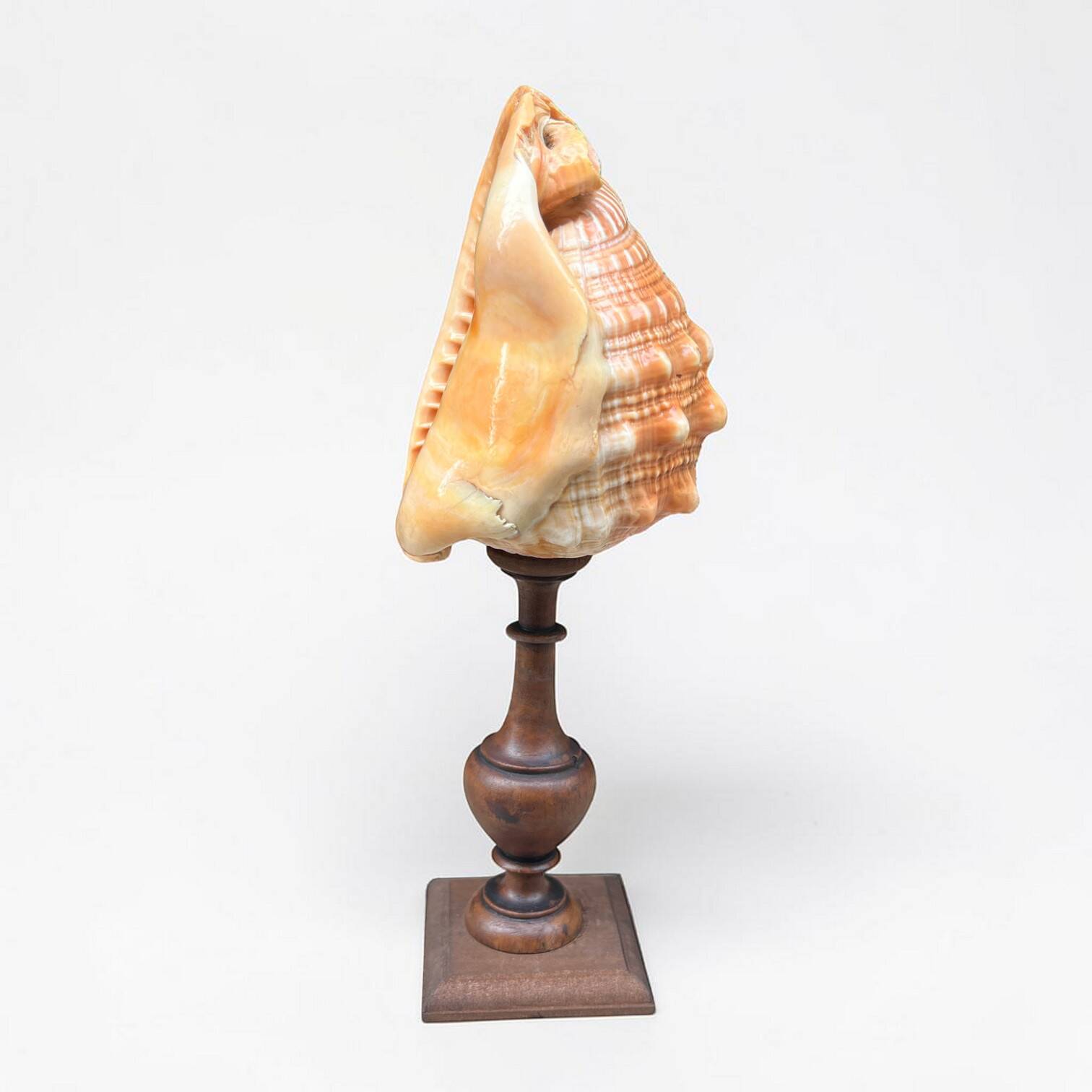 Red helmet shell conch on turned wooden base 19th century