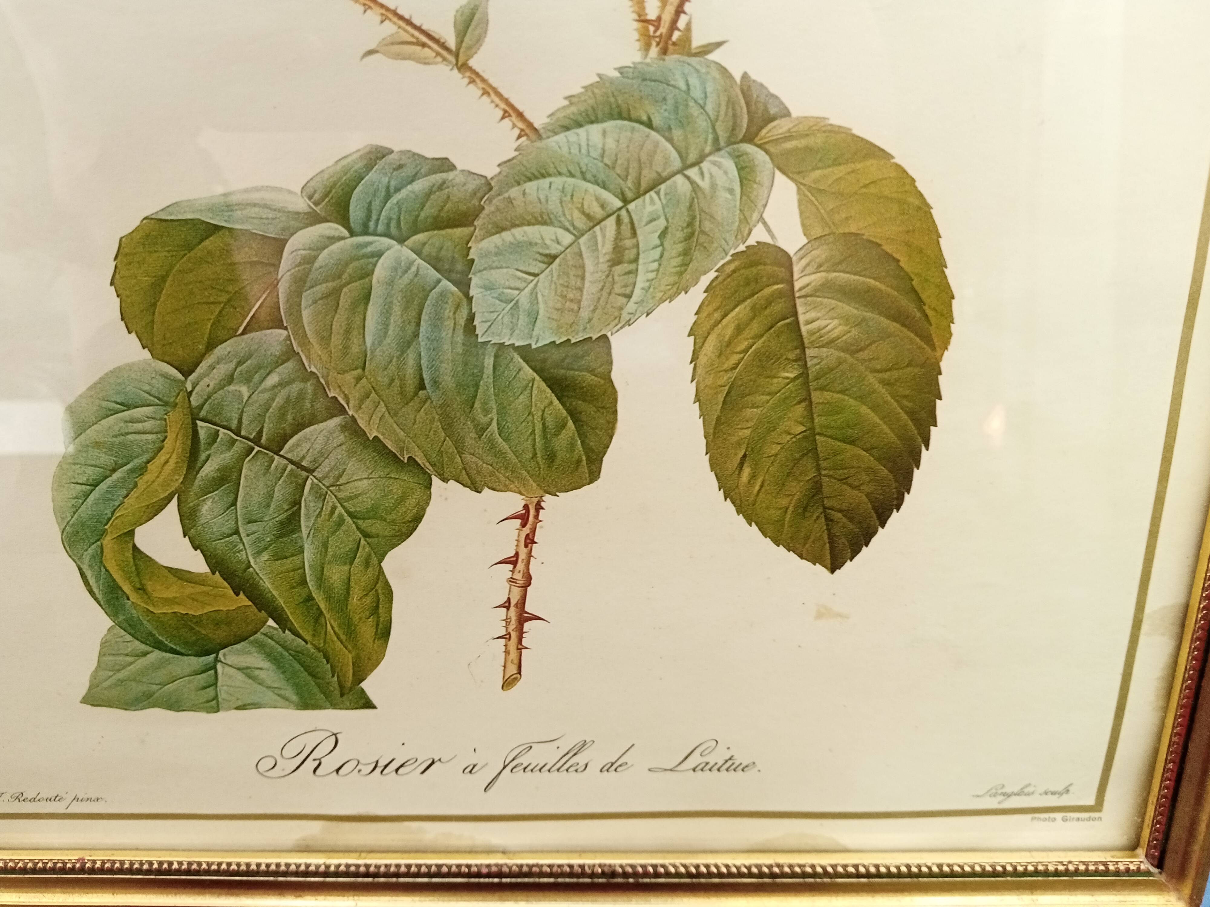 Redouté botanical board