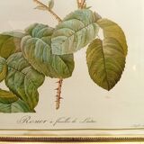 Redouté botanical board