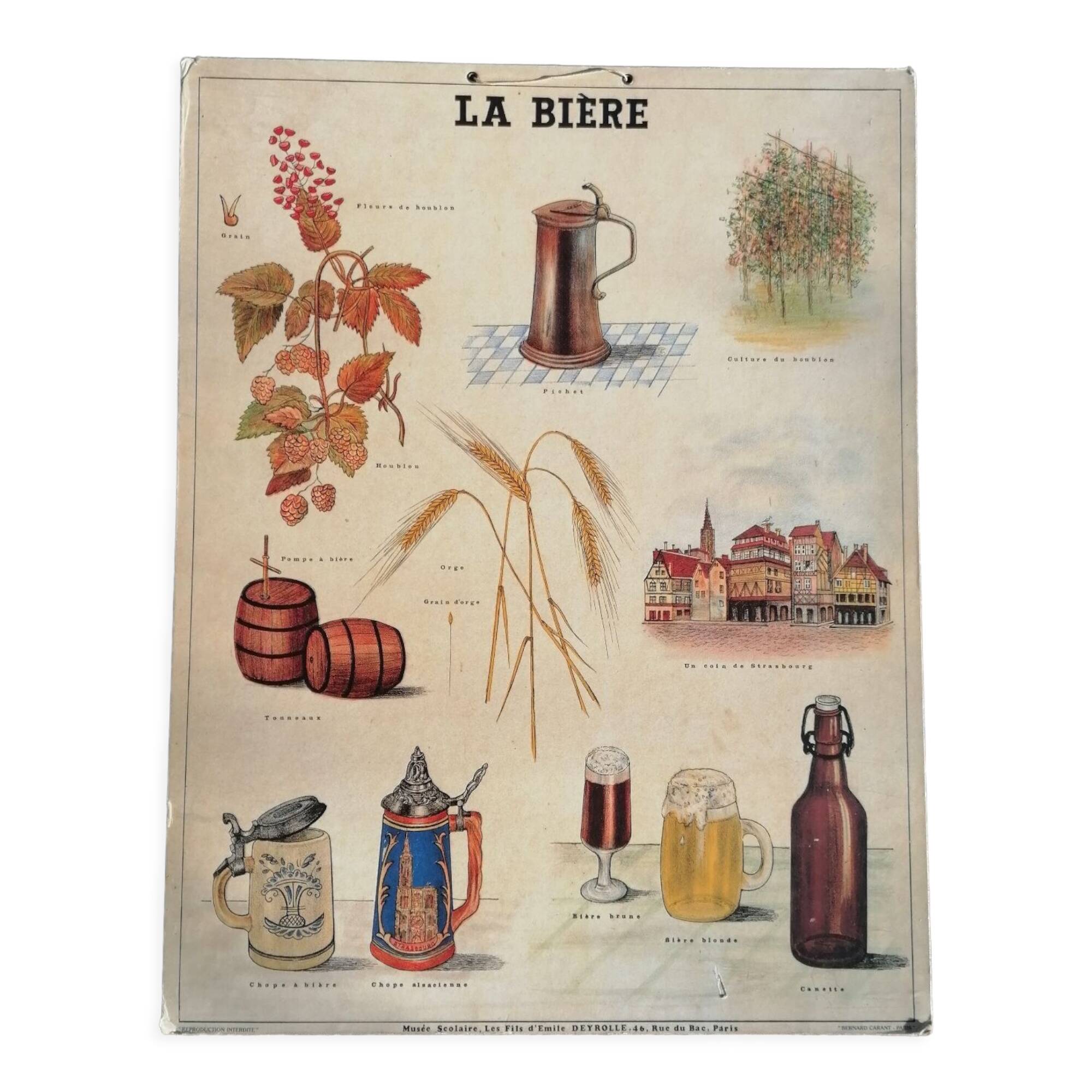 Educational poster La Bière - Musée scolaire Les fils d'Émile Deyrolle