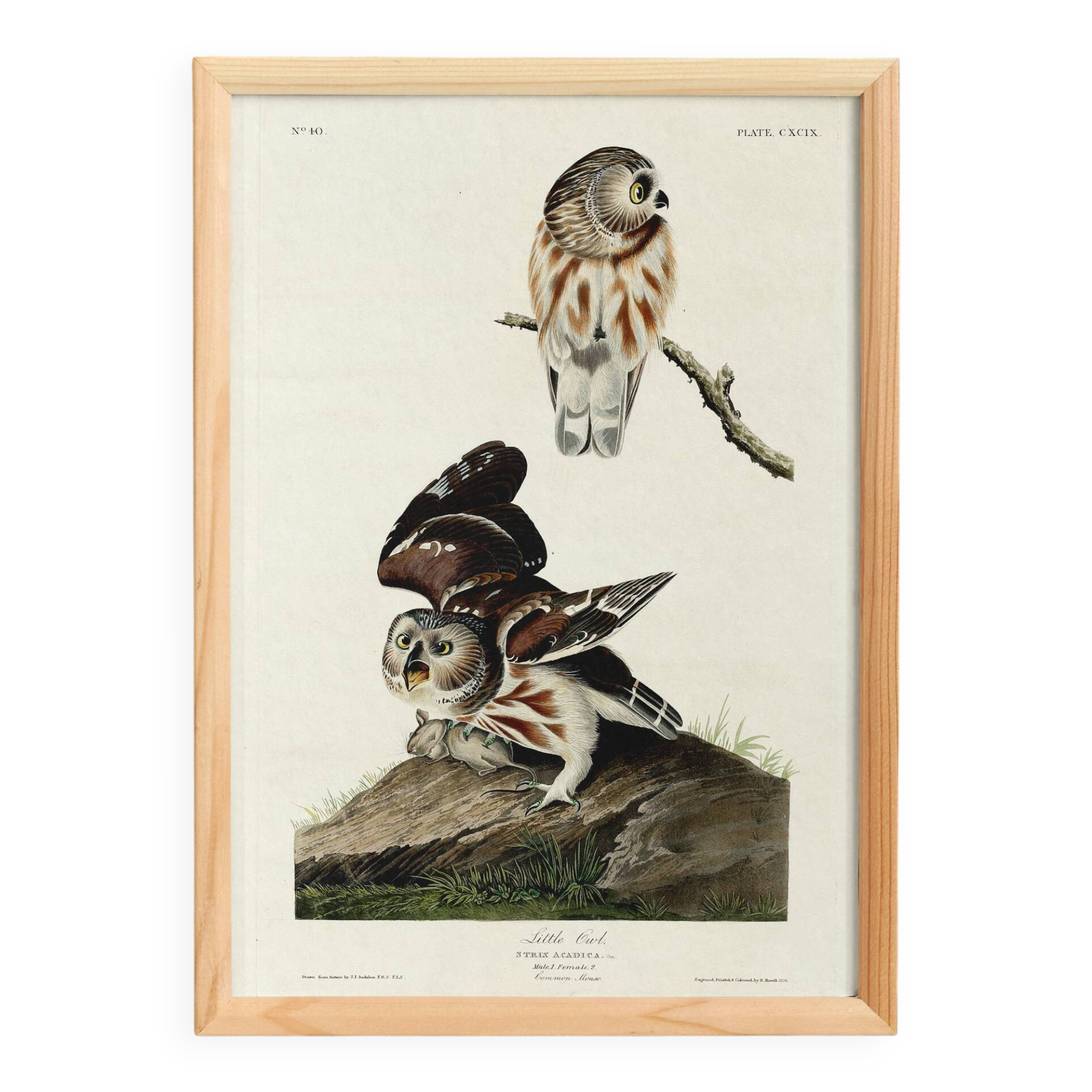 Affiche sur la Chevêchette d’Amérique, d’après une gravure ancienne de 1827
