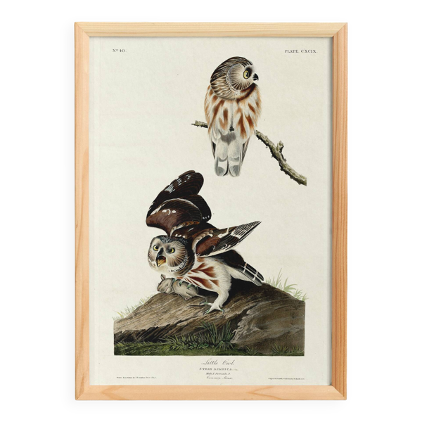 Affiche sur la Chevêchette d’Amérique, d’après une gravure ancienne de 1827