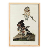 Affiche sur la Chevêchette d’Amérique, d’après une gravure ancienne de 1827