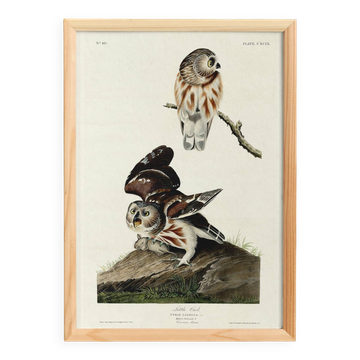 Poster about the Pygmy Owl, based on an old engraving from 1827