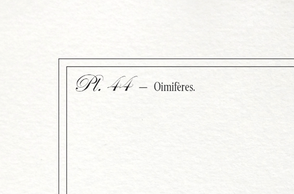 Set of 3 chimera lithography animal engraving