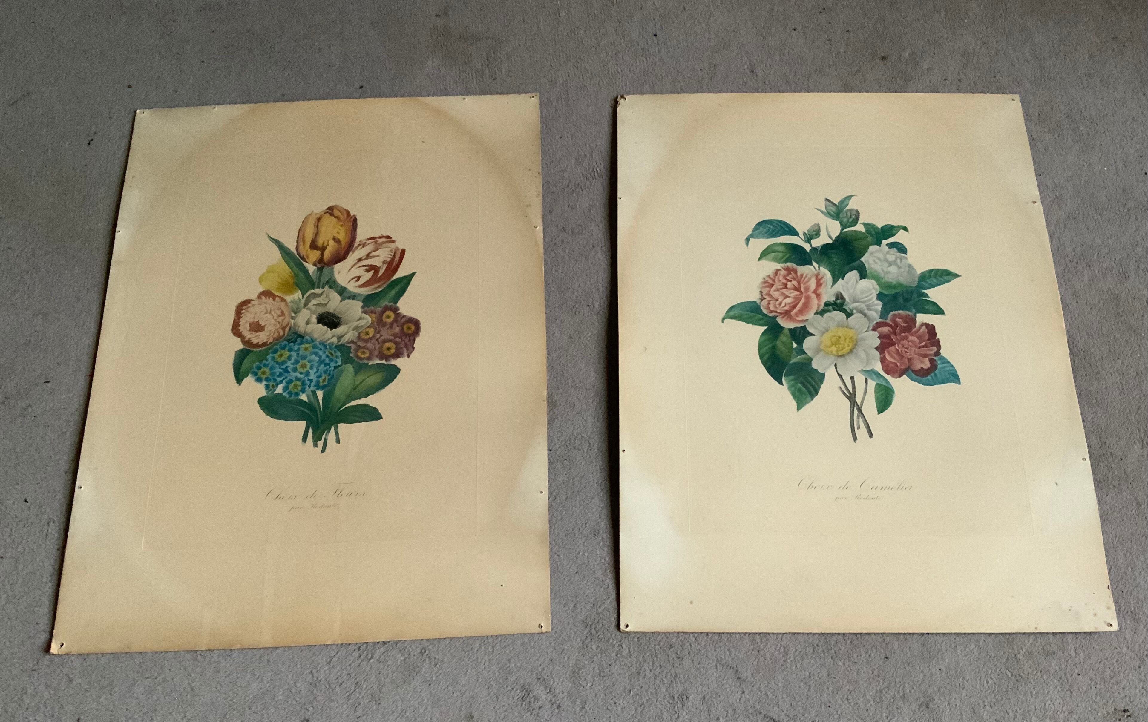 Pair of plates or botanical engravings XVIII