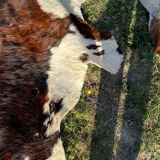 Vintage cowhide carpet