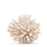 White coral, 70s